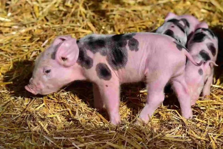 Famous Pig Names: Trotting through History, Literature, and Pop Culture