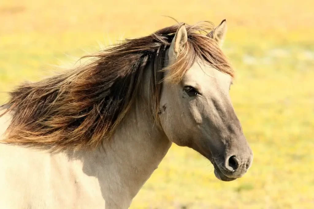 Horse-names-male